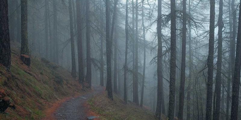 WACHWUJ与网络技术70：驱动企业数字化转型的核心引擎