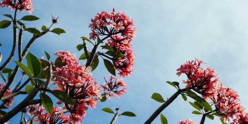 网络技术演进：从NFV到CNF如何重塑电子商务的科技解决方案