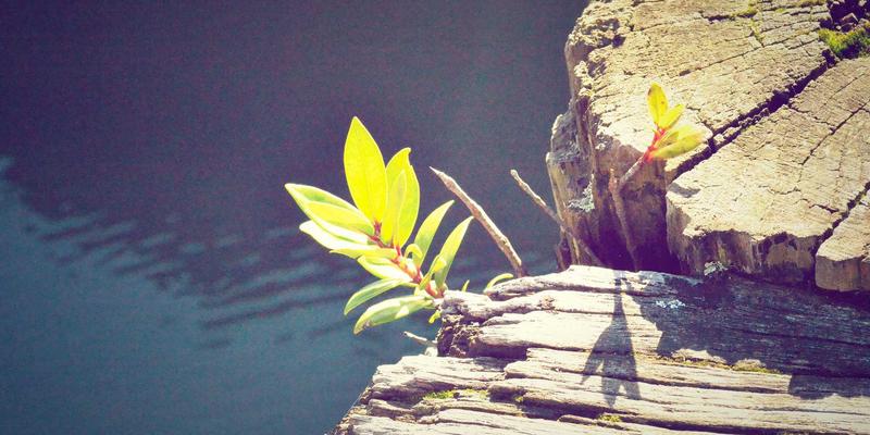 网络数据包代理(NPB)与可观测性：数字化转型时代全流量分析与安全监控的基石