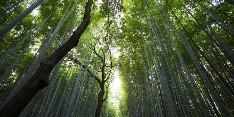 软件定义网络(SDN)控制器选型指南：WACHWUJ科技解决方案与主流开源方案深度对比